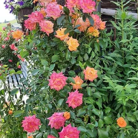 Tippl * Aigen im Ennstal