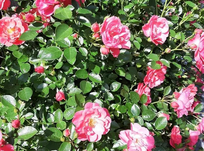 Tippl Appartement Aigen im Ennstal