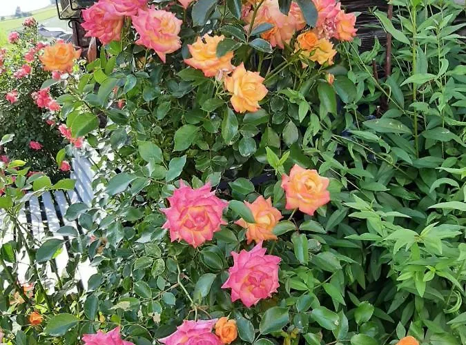 Tippl * Aigen im Ennstal